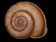 Tabella Chilostoma cingulatum (studer, 1820 )